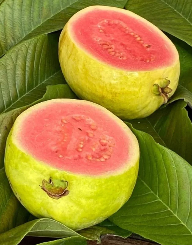 Pink Guava Live Plant - 8-10 Inch Tropical Fruit Tree