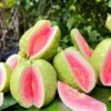 Pink Guava Live Plant - 8-10 Inch Tropical Fruit Tree