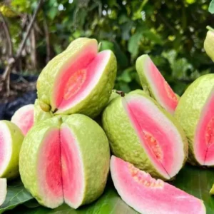 Pink Guava Live Plant - 8-10 Inch Tropical Fruit Tree