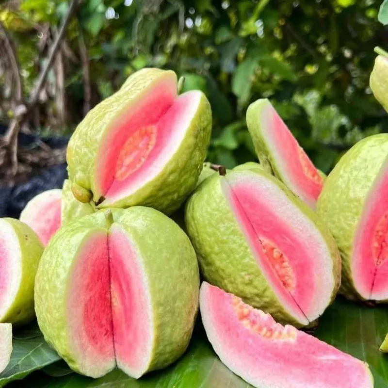 Pink Guava Live Plant - 8-10 Inch Tropical Fruit Tree