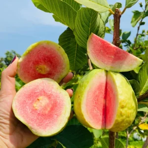 Pink Guava Live Plant - 8-10 Inch Tropical Fruit Tree