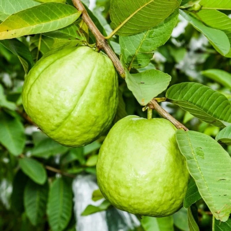White Guava Live Plant - 8-10 Inch Tropical Fruit Tree Starter