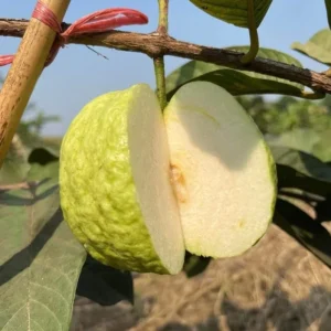 White Guava Live Plant - 8-10 Inch Tropical Fruit Tree Starter