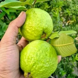 White Guava Live Plant - 4-7 Inch Tropical Fruit Tree - Well Rooted Starter