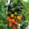 Papaya Tree Live Plant - 5-8 Inch Tropical Fruit Tree for Outdoor Planting