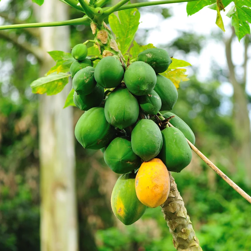 Papaya Tree Live Plant - 5-8 Inch Tropical Fruit Tree for Outdoor Planting