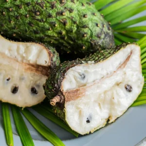 Soursop Tree Live Plant - 10-14 Inch Tall Tropical Fruit Tree for Outdoor Planting