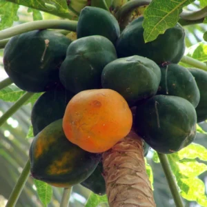 Papaya Tree Live Plant - 5-8 Inch Tropical Fruit Tree for Outdoor Planting