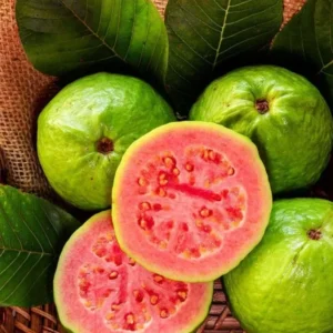 Pink Guava Live Plant - 4-7 Inch Tropical Fruit Tree Starter