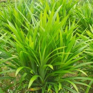 Pandan Plant Live Plant 10-14 Inch Tall Well Rooted Outdoor