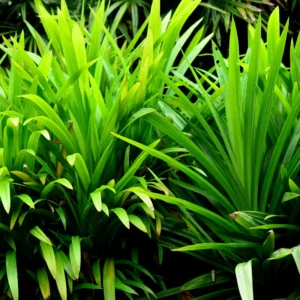 Pandan Plant Live Plant 10-14 Inch Tall Well Rooted Outdoor