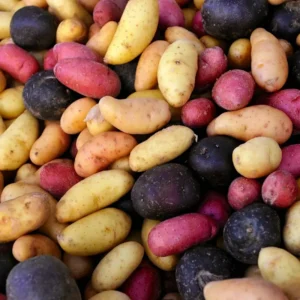 Sweet Potato Slips 20 Mixed Cuttings - 3-5 Inch Well Rooted for Gardening