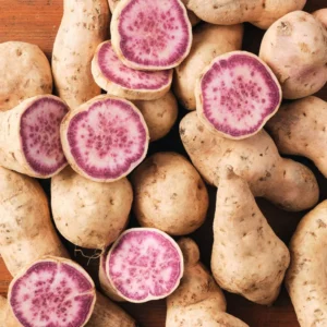 Okinawa Purple Sweet Potato Slips - 10 Well Rooted Plants - 3-5 Inch - Outdoor Planting