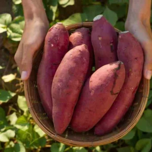 Red Sweet Potato Slips 3-5 Inch Well Rooted - Outdoor Planting