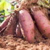 Red Sweet Potato Slips 3-5 Inch Well Rooted - Outdoor Planting