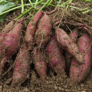 Red Sweet Potato Slips 3-5 Inch Well Rooted - Outdoor Planting