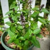 Thai Sweet Basil Live Plant 4-6 Inch Well Rooted Culinary Herb