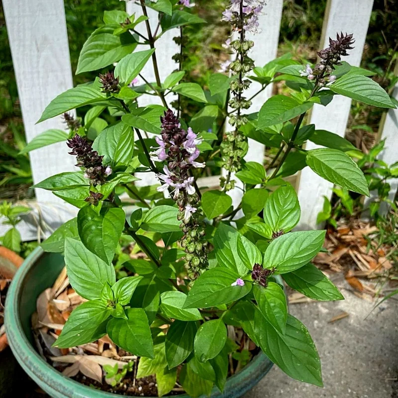 Thai Sweet Basil Live Plant 4-6 Inch Well Rooted Culinary Herb