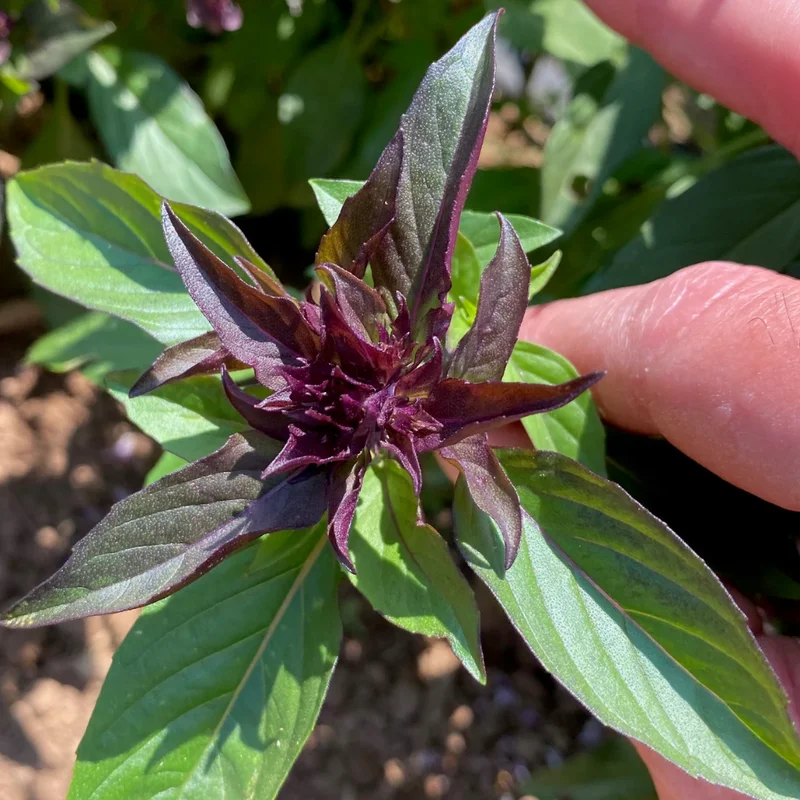 Thai Sweet Basil Live Plant 4-6 Inch Well Rooted Culinary Herb