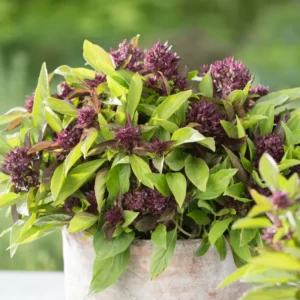 Thai Sweet Basil Live Plant 4-6 Inch Well Rooted Culinary Herb
