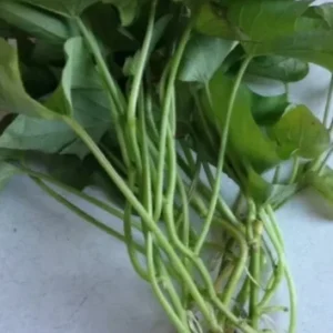 Orange Sweet Potato Plants Pack - 5 Live Plants for Gardening