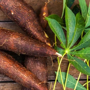 Sweet Cassava Red Yuca Cuttings - 5 Pack Starter Plants 3-5 Inch