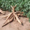 Sweet Cassava Red Yuca Cuttings - 5 Pack Starter Plants 3-5 Inch