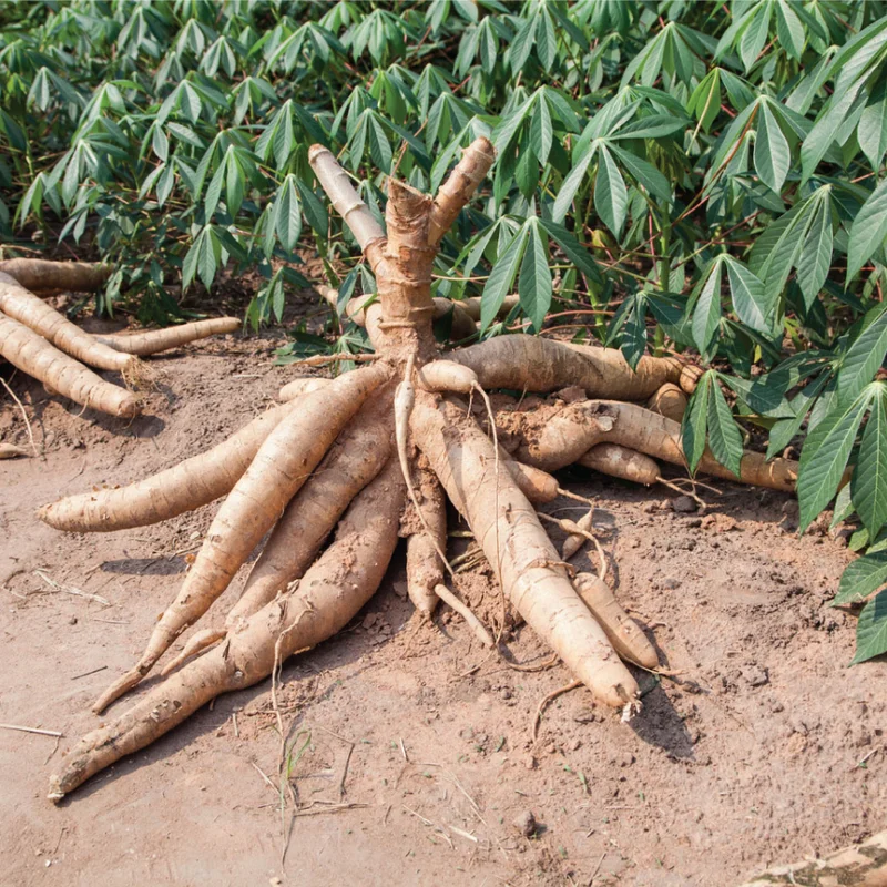 Sweet Cassava Red Yuca Cuttings - 5 Pack Starter Plants 3-5 Inch