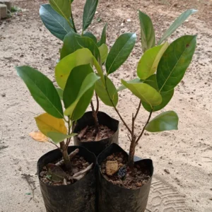 Jackfruit Live Plant - 7-10 Inch Tropical Fruit Tree - Outdoor Ready