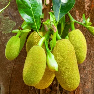 Jackfruit Live Plant - 7-10 Inch Tropical Fruit Tree - Outdoor Ready