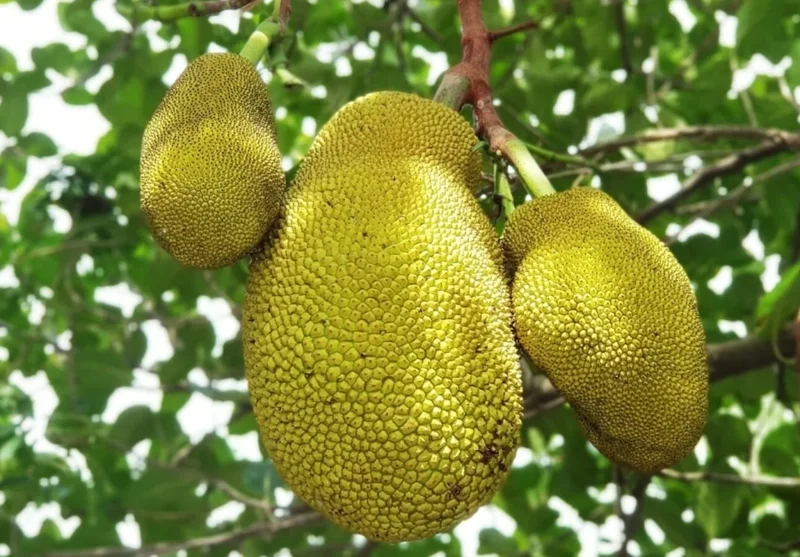 Jackfruit Live Plant - 7-10 Inch Tropical Fruit Tree - Outdoor Ready