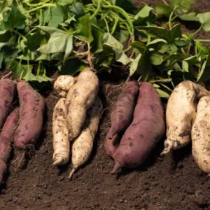 Sweet Potato Cuttings - Pack of 10 Live Plants - 3-5 Inch - Outdoor Gardening