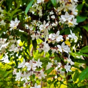 Clerodendrum Plant Live Well-Rooted Tropical Plant 5-9 inch Tall