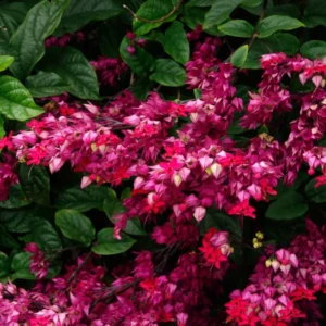 Clerodendrum Plant Live Well-Rooted Tropical Plant 5-9 inch Tall