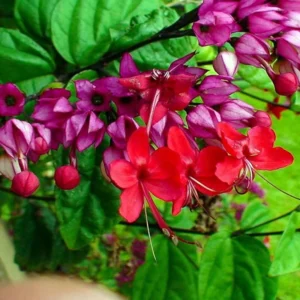 Clerodendrum Plant Live Well-Rooted Tropical Plant 5-9 inch Tall