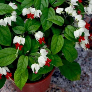 White Red Clerodendrum Thomsoniae Bleeding Heart