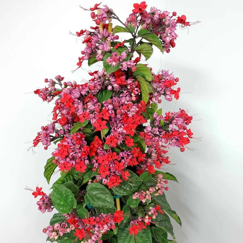 Clerodendrum Plants - 2 Live Assorted Blooms, 5-9 Inch Tall