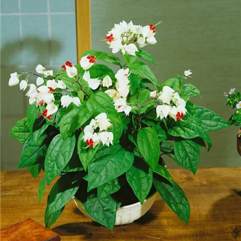Clerodendrum Plants - 2 Live Assorted Blooms, 5-9 Inch Tall