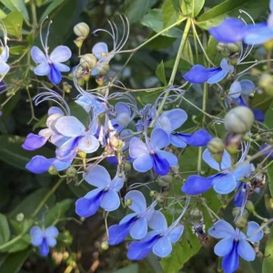 Clerodendrum Plants - 2 Live Assorted Blooms, 5-9 Inch Tall