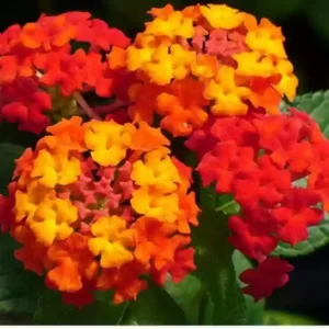Lantana Live Plants Perennial Trees 5-10in Tall Colorful Fragrant Blooms Full Sun
