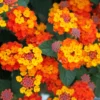 Lantana Live Plants Perennial Trees 5-10in Tall Colorful Fragrant Blooms Full Sun