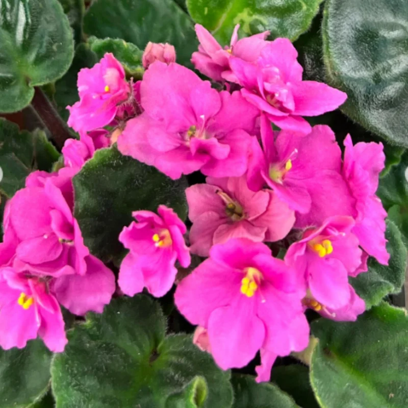 African Violet Live Plant - 4 Inch Potted Blooming Houseplant Indoor/Outdoor Holiday Violet