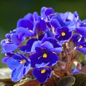 African Violet Live Plant - 4 Inch Potted Blooming Houseplant Indoor/Outdoor Holiday Violet