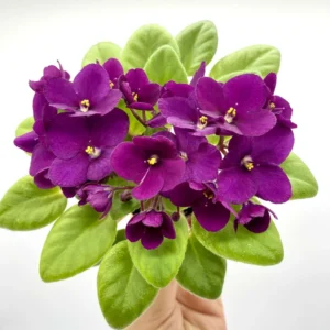 African Violet Live Plant - 4 Inch Potted Blooming Houseplant Indoor/Outdoor Holiday Violet