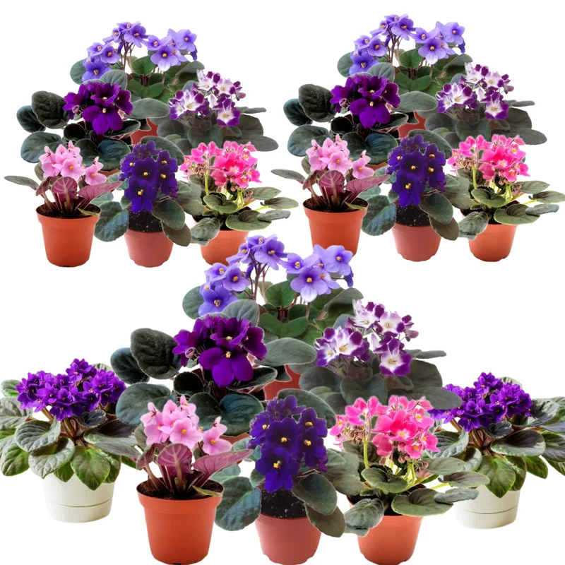 African Violet Live Plant - 4 Inch Potted Blooming Houseplant Indoor/Outdoor Holiday Violet