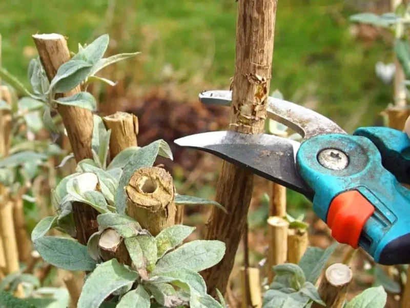 pruning Butterfly Bush
