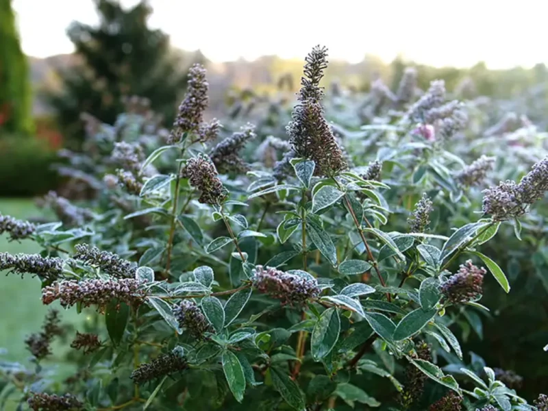 Winterizing Butterfly Bushes