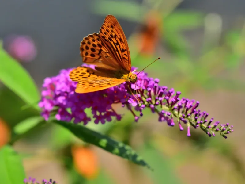 Butterfly Bush