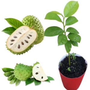 Annona Tree Live Plant - Starter Seedling 5-10 inch - Tropical Flavor