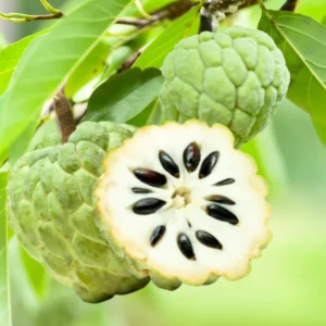 Annona Tree Live Plant - Starter Seedling 5-10 inch - Tropical Flavor